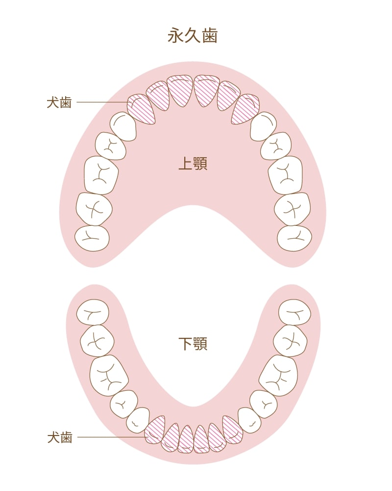 部分矯正のたつや歯科